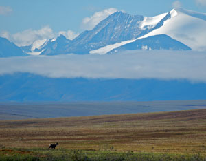 Senators and Conservations Groups Push for Protection of the Arctic National Wildlife Refuge